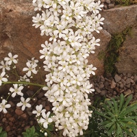 Saxifraga crustata 